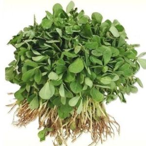 Fresh Fenugreek