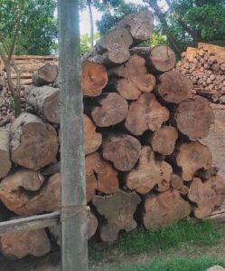 Kerala teak wood logs