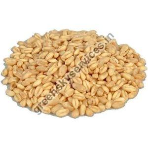 Golden Lokwan Wheat Seeds