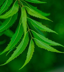 Neem Leaves