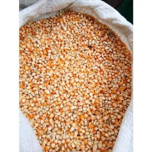 Corn Seeds