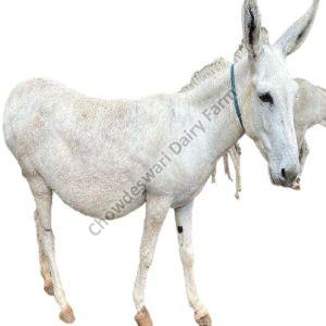 Live Katwadi Donkey