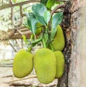 Jackfruit