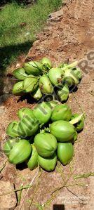 Coconut Palm Plant