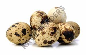 Fresh Quail Eggs