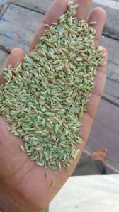 Fennel Seeds