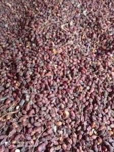 Neem Seeds