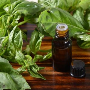 Holy Basil Oil