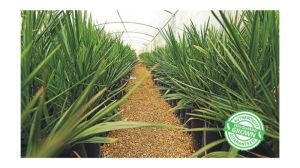 Tissue Culture Date Palm Plants