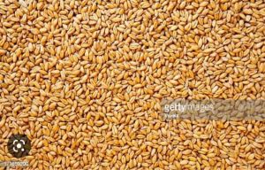 Wheat Grain