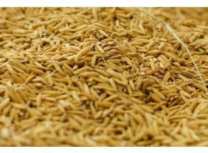 Rice Bran