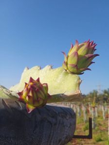 Dragon fruit