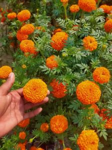 Fresh Marigold Flower