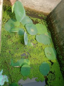 Lotus Plant