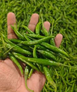 Fresh Green Chili