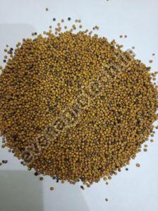 MP Mustard Seeds