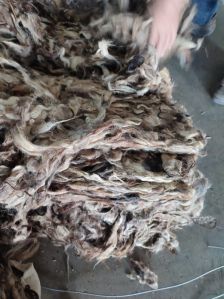 Sheep Wool