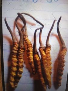 Cordyceps Sinensi