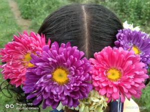 chrysanthemum flower