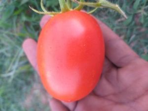 Fresh Tomato