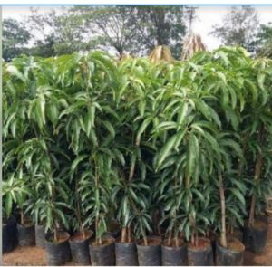 Amrapali Mango Plant