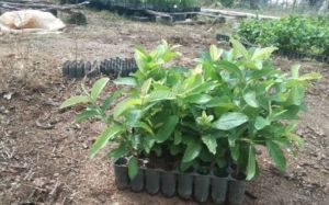 Taiwan Pink Guava Plants