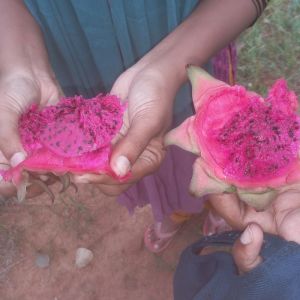 Dragon fruit pink