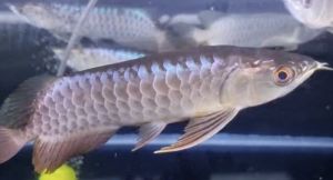 Blue Base Arowana Fish