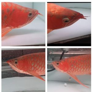 Super Red Arowana Fish