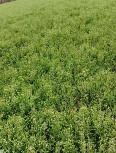 Dried Stevia Leaves