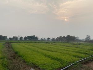 Stevia Plants