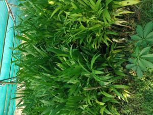 Arecanut Plant
