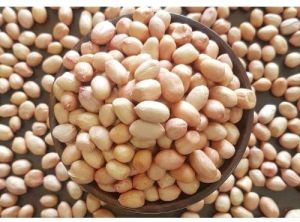 Bold/Java raw peanut kernel