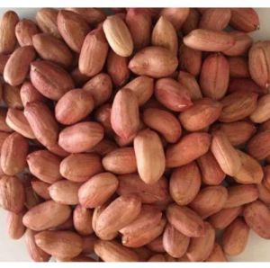 g20 bold groundnut seeds