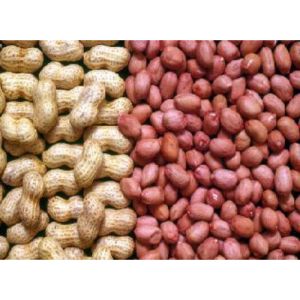 Groundnut Seed