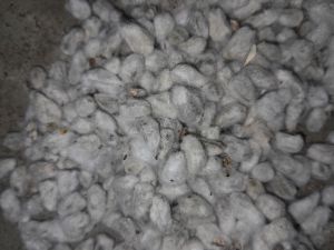 cotton seeds