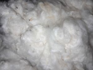 Raw Cotton Bale