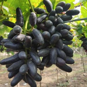 Fresh Krishna Sharad Grapes