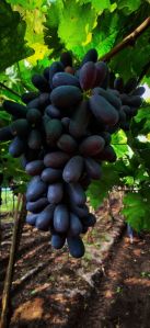 Fresh Sharad Seedless Grapes