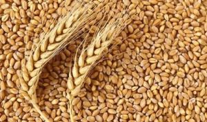HD 2967 Wheat Seeds