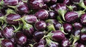 Fresh Brinjal