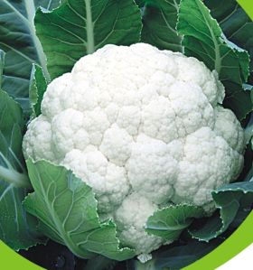 nxg 911 cauliflower seed