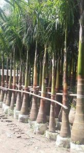 Bottle Palm