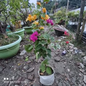 multicolor bougainvillea plant