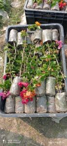 Bougainvillea Plant