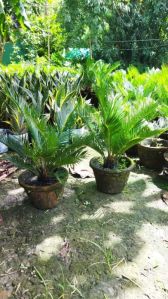 Cycus Palm Plant