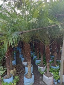 fonix palm plant