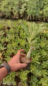 Grafted Adenium Plant