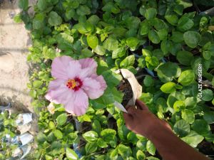 hibiscus plant