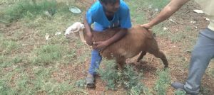 goat farming